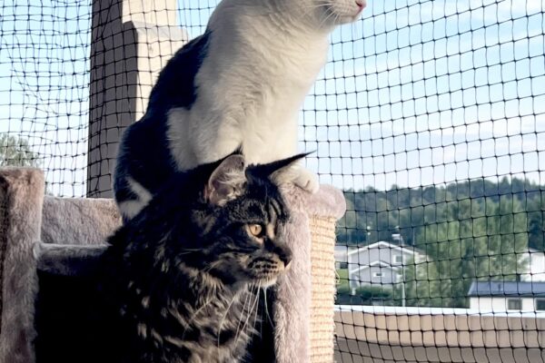 4eb9834e-4fc8-4d88-90c9-e9076f2ba8a8