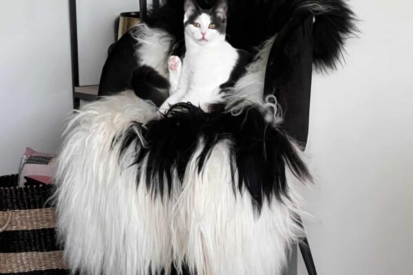 8b61d4a4-5d7b-4373-a677-7aa2c9829dc8